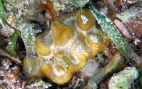 Rose Coral - Manicina areolata