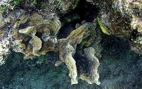 Scaled Lettuce Coral - Agaricia agaricites forma danai