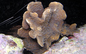 Scaled Lettuce Coral - Agaricia agaricites forma danai