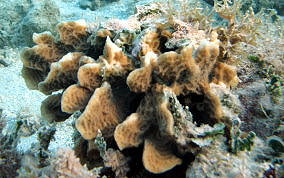 Scaled Lettuce Coral - Agaricia agaricites forma danai