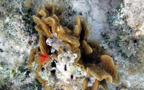 Scaled Lettuce Coral - Agaricia agaricites forma danai