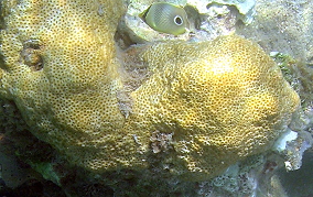 Smooth Star Coral - Solenastrea bournoni