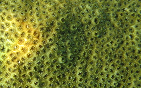 Smooth Star Coral - Solenastrea bournoni