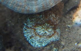 Solitary Disk Coral - Scolymia cubensis