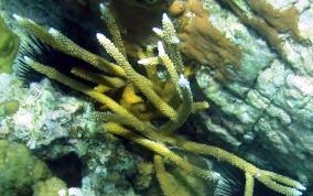 Staghorn Coral - Acropora cervicornis