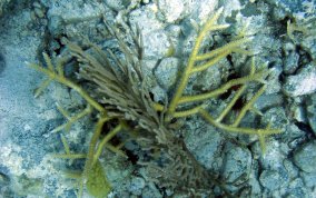 Staghorn Coral - Acropora cervicornis