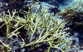Staghorn Coral - Acropora cervicornis