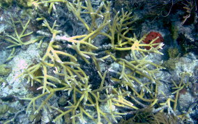 Staghorn Coral - Acropora cervicornis