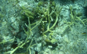 Staghorn Coral - Acropora cervicornis