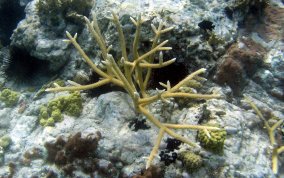 Staghorn Coral - Acropora cervicornis