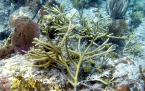 Staghorn Coral - Acropora cervicornis
