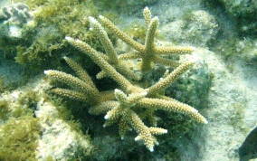 Staghorn Coral - Acropora cervicornis
