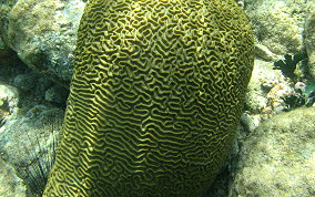 Symmetrical Brain Coral - Diplora strigosa 