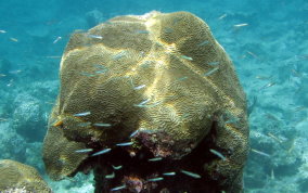 Symmetrical Brain Coral - Diplora strigosa 