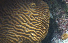 Symmetrical Brain Coral - Diplora strigosa 