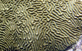 Symmetrical Brain Coral - Diplora strigosa 