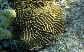 Symmetrical Brain Coral - Diplora strigosa 