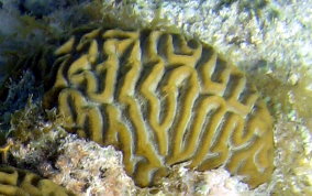 Symmetrical Brain Coral - Diplora strigosa 