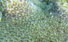 Ten Ray star Coral - Madracis decactis