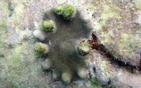 Ten Ray star Coral - Madracis decactis