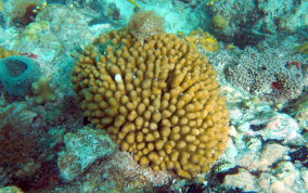 Yellow Pencil Coral - Madracis mirabilis