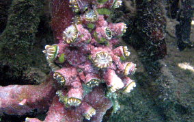 Hidden Cup Coral - Phyllangia americana