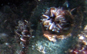 Hidden Cup Coral - Phyllangia americana