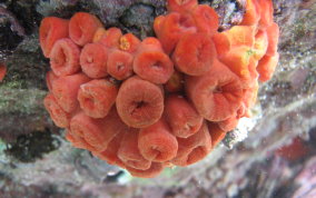 Orange Cup Coral -  Tubastraea coccinea 