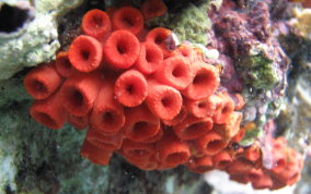 Orange Cup Coral -  Tubastraea coccinea 