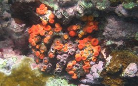 Orange Cup Coral -  Tubastraea coccinea 