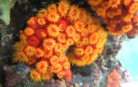 Orange Cup Coral -  Tubastraea coccinea 