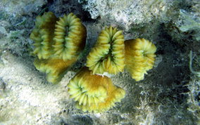 Smooth Flower Coral - Eusmilia fastigiata