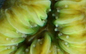 Smooth Flower Coral - Eusmilia fastigiata