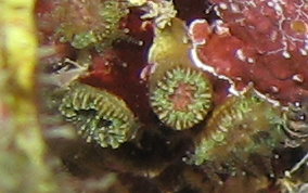 Speckled Cup Coral