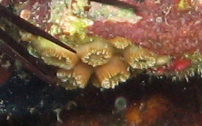 Speckled Cup Coral