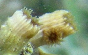 Tube Coral - Tube Coral