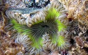 Beaded Sea Anemone - Epicystis crucifer