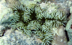 Beaded Anemone - Epicystis crucifer