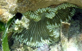 Beaded Sea Anemone - Epicystis crucifer