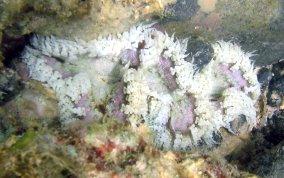 Beaded Sea Anemone - Epicystis crucifer