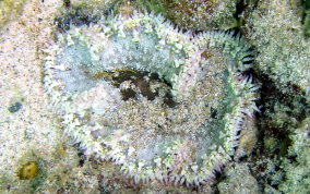 Beaded Sea Anemone - Epicystis crucifer