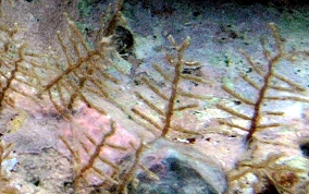 Branching Hydroid - Sertularella spp.