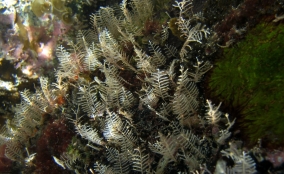 Branching Hydroid - Sertularella spp.