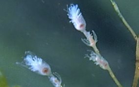 Christmas Tree Hydroid - Halocordyle disticha