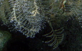 Christmas Tree Hydroid - Halocordyle disticha