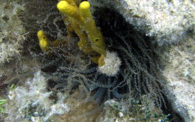 Corkscrew Sea Anemone - Bartholomea annulata