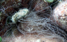 Corkscrew Sea Anemone - Bartholomea annulata