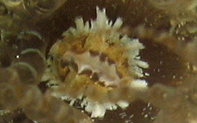 Corkscrew Sea Anemone - Bartholomea annulata