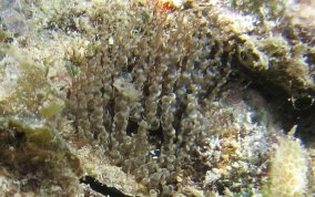 Corkscrew Sea Anemone - Bartholomea annulata