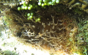 Corkscrew Sea Anemone - Bartholomea annulata